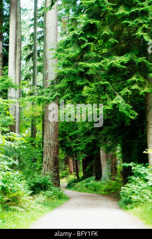 Rain forest trail in Stanley Park, Vancouver, British Columbia Stock Photo