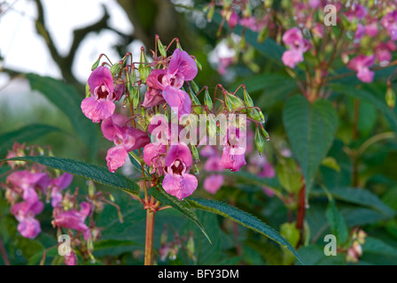 IMPATIENS GLANDULIFERA; HIMALAYAN BALSAM FLOWERS