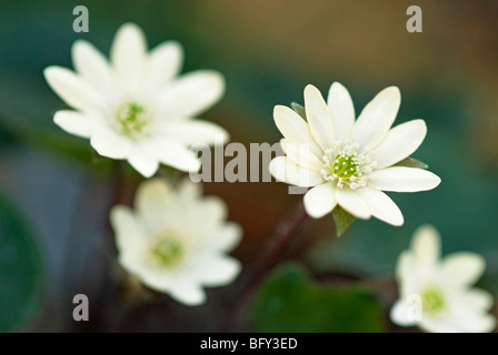 HEPATICA NOBILIS VAR. JAPONICA Stock Photo