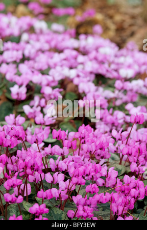 CYCLAMEN COUM Stock Photo