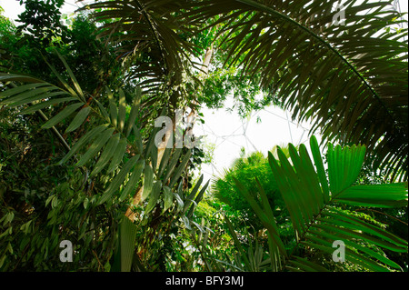 Tropical plants in Humid Tropics Biome at the Eden Project Bodelva St ...