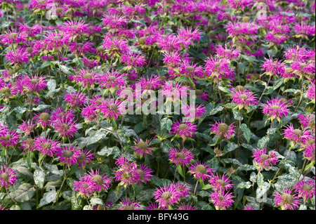 MONARDA 'PRARIENACHT'; BERGAMOT FLOWERS Stock Photo