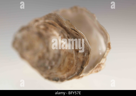 An open Oyster, Oyster shell on white/grey background / Cut Out Stock Photo