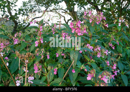 IMPATIENS GLANDULIFERA; HIMALAYAN BALSAM FLOWERS