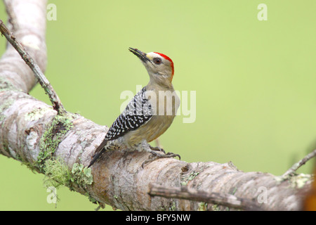 Male, red-crowned woodpecker, Melanerpes rubricapillus, drinking from ...