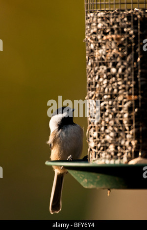 Black-capped Chickadee at seed feeder Stock Photo