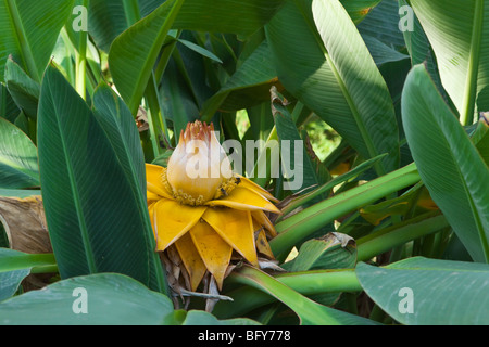 A Chinese Dwarf Banana Musella lasiocarpa in flower Stock Photo