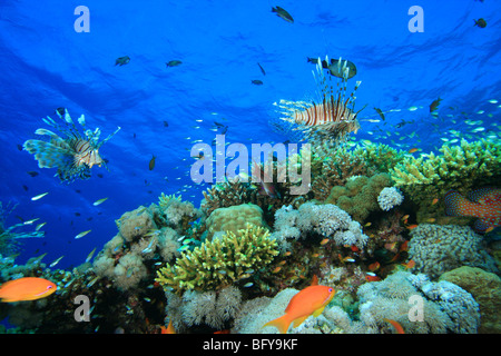 Lionfish and other tropical fish on a coral reef Stock Photo