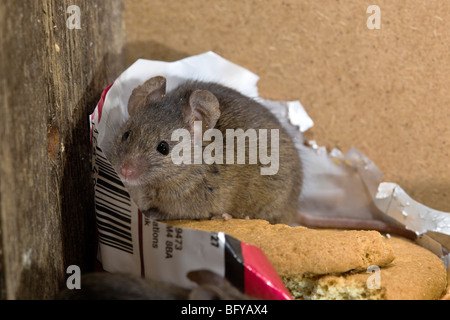 house mouse; Mus musculus; on digestive biscuits Stock Photo