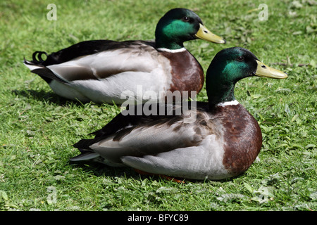 Two Male Mallards Anas platyrhynchos On Grass At Martin Mere WWT, Lancashire UK Stock Photo