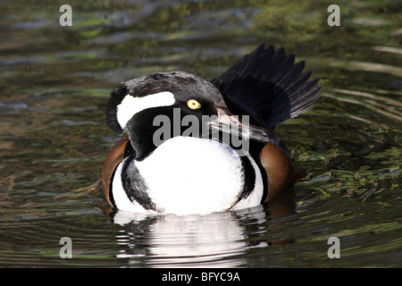 Male Hooded Merganser Lophodytes cucullatus Swimming On Water At Martin Mere WWT, Lancashire UK Stock Photo