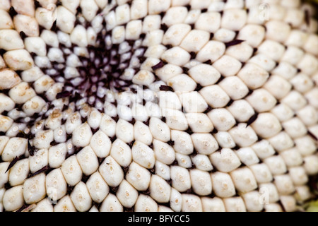 Sunflower Seed Head; in detail; Cornwall