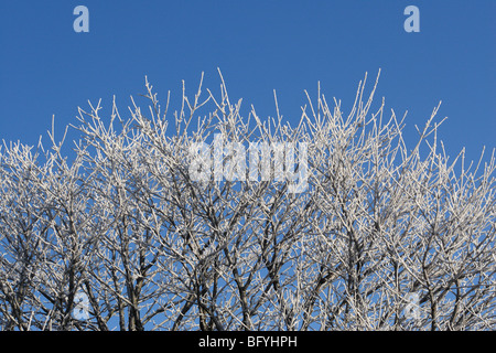 A hard (hoar) frost has settled on these trees in the depths of winter. Stock Photo