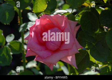 rose in the garden of The Generalife, The Alhambra, Granada, Andalusia, Spain Stock Photo