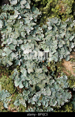 Foliose Lichen Parmelia saxatilis Growing On A Tree Trunk Taken At Martin Mere WWT, Lancashire, UK Stock Photo