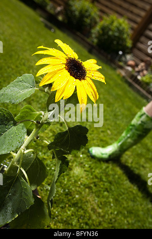 sunflower in garden Stock Photo