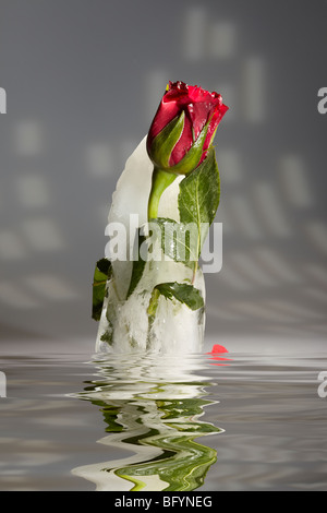 Red Rose in Melting Block of Ice Stock Photo
