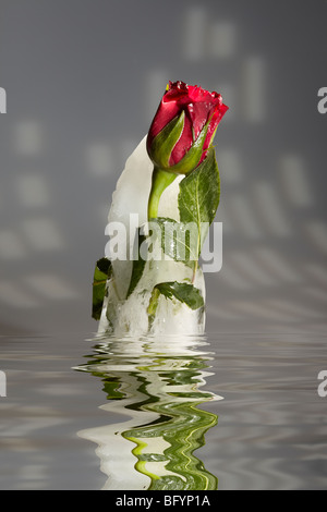 Red Rose in Melting Block of Ice Stock Photo