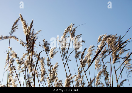 Phragmites reedbed at leighton Moss RSPB Reserve in Lancashire, UK. Stock Photo