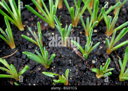 Green shoots Stock Photo