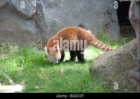 Red Panda roaming Stock Photo