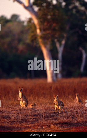 Agile wallabies, Australia Stock Photo
