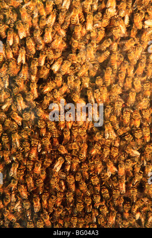 Honey Bee Hive, Lindseys Idyllwood Orchard, Rexford, New York Stock Photo