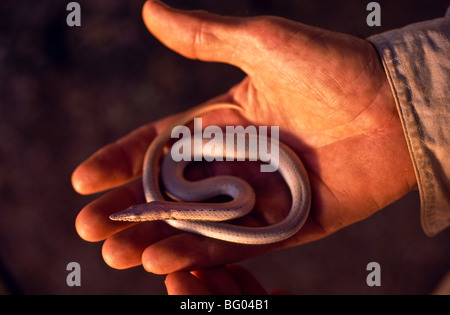 Snake lizard or Legless lizard, Australia Stock Photo