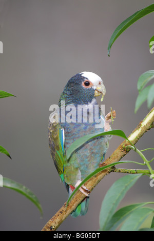 White-crowned Parrot Pionus senilis La Paz Waterfall Garden, near San Jose, Costa Rica 7 November Adult Psittacidae CAPTIVE Stock Photo