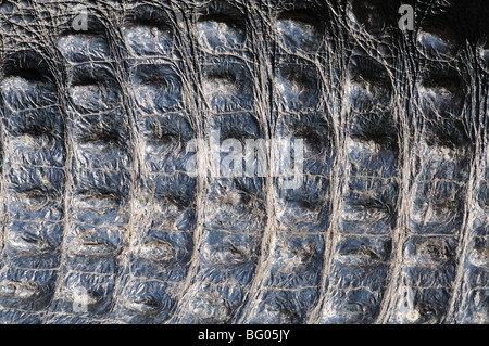 Natural alligator skin closeup Stock Photo