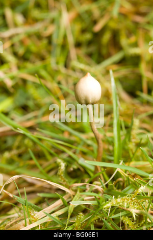 Liberty Cap mushroom (Psilocybe semilanceata) Stock Photo
