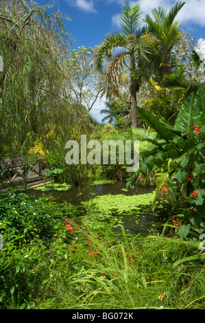 Tropical plants around a pond and bridge, Andromeda Botanic Gardens, Barbados, Windward Islands, West Indies, Caribbean Stock Photo