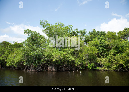 Mangrove Swamp. Monterrico Nature Reserve, Reserva Natural de Usos Multiples. Stock Photo