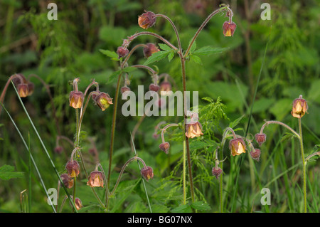 Indian Chocolate Root, Water Avens (Geum rivale), flowering stand. Stock Photo