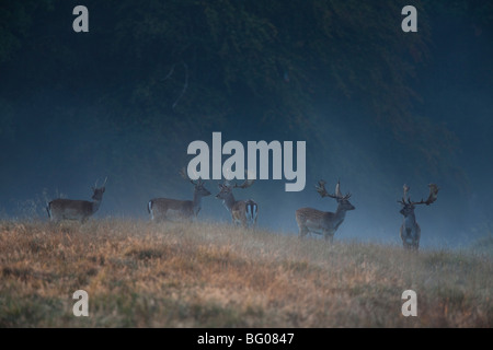 Fallow Deer (Dama dama), stags in early morning mist. Stock Photo