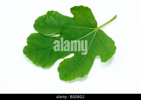 Common Fig (Ficus carica), leaf, studio picture. Stock Photo