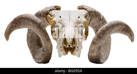 Image of rams horns on skeleton of ram, fossil,bone, head,sheep,ram, Stock Photo