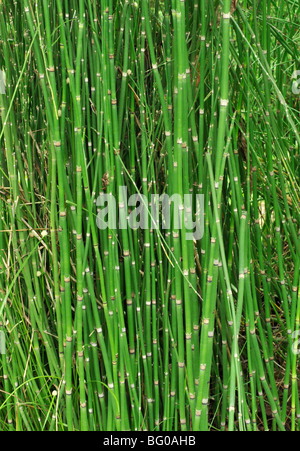 Equisetum arvense (horse tail), a diuretic, decoction used for kidney problems, bleeding, wound healing, rheumatisim and gout Stock Photo