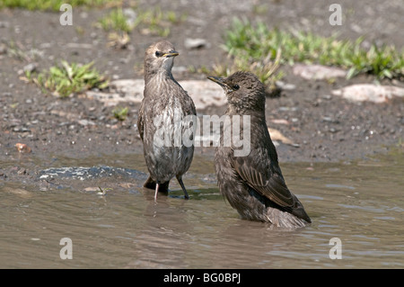 European Starling (Sturnus vulgaris). Two youngsters bathing in a puddle. Stock Photo