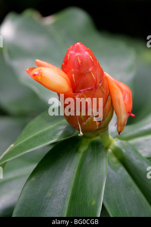 Costus scaber, Costaceae, Tropical North, South and Central America. Stock Photo