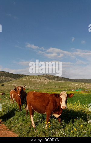 Israel, the Lower Galilee. Cattle in Beth Natofa valley Stock Photo