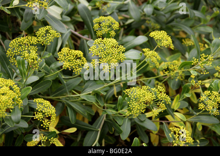 Shrubby Hare's-ear, Shrubby Hares Ear or Thoroughwax, Bupleurum fruticosum, Apiaceae (Umbelliferae), Italy, Europe Stock Photo