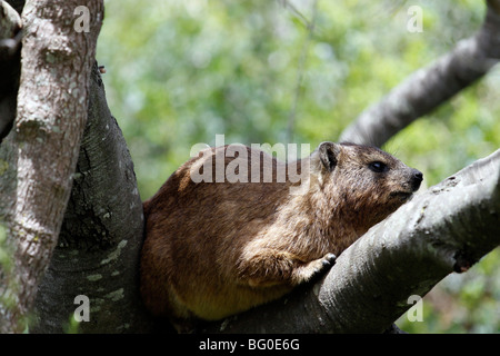 Rock Hyrax also known as the Cape Dassie, (Procavia capensis), in the Western Cape Province of south Africa. Stock Photo