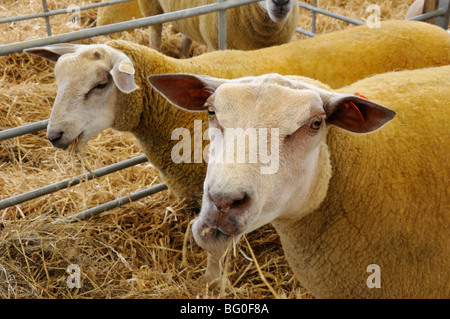 Charollais sheep ewe and lamb at the 2009 Royal Highland Show, Ingliston, Edinburgh, Scotland, UK. Stock Photo