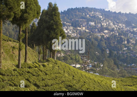 Happy Valley Tea Estate, Darjeeling, West Bengal, India, Asia Stock Photo