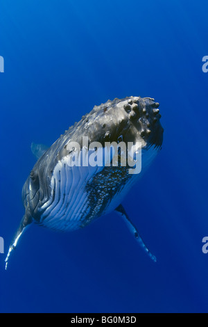 humpback whale, Megaptera novaeangliae, Hawaii, USA, Pacific Ocean Stock Photo