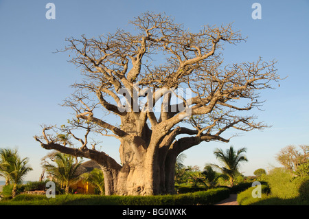 Baobab tree, Sine Saloum Delta, Senegal, West Africa, Africa Stock Photo