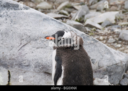 Moulting gentoo penguin, Cuverville Island, Antarctic Peninsula, Antarctica, Polar Regions Stock Photo