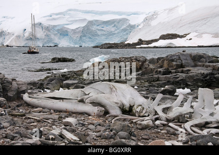 Old whale skeleton, Jougla Point near Port Lockroy, Antarctic Peninsula, Antarctica, Polar Regions Stock Photo