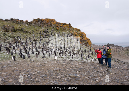 Moulting chinstrap penguins, Hannah Point, Livingstone Island, South Shetland Islands, Polar Regions Stock Photo